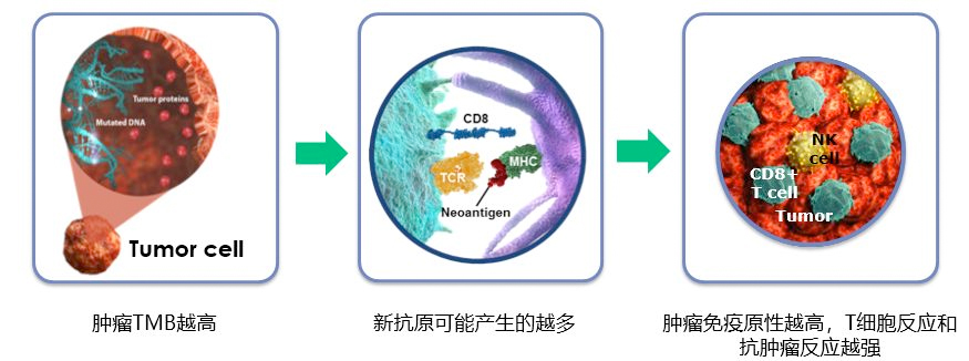 首个国产PD-1单抗正式获批!然后呢? 首个国产PD-1单抗正式获批!然后呢?