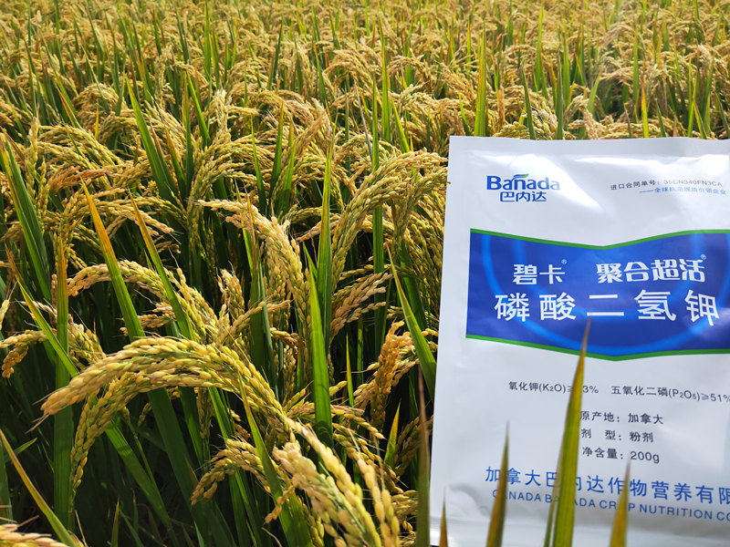 水稻用什么肥料好？