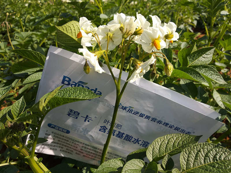 種植土豆用什么肥料好