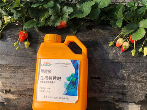 生根剂在草莓移栽育苗时有哪些作用？