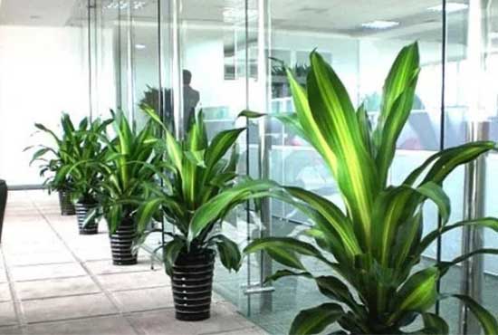 办公植物租赁的5大趋势 办公植物租赁的5大趋势