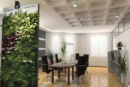 办公植物租赁的5大趋势 办公植物租赁的5大趋势