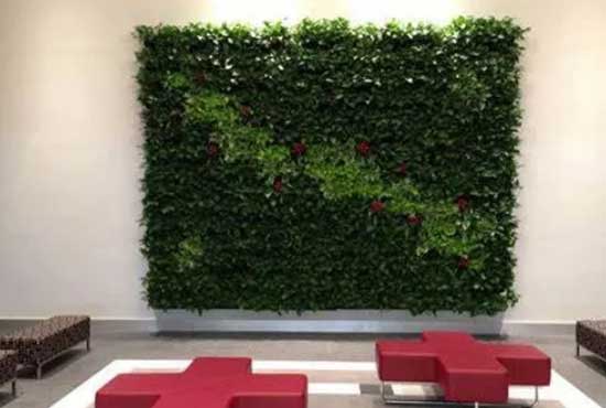 办公植物租赁的5大趋势 办公植物租赁的5大趋势