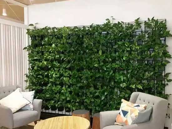 办公植物租赁的5大趋势 办公植物租赁的5大趋势