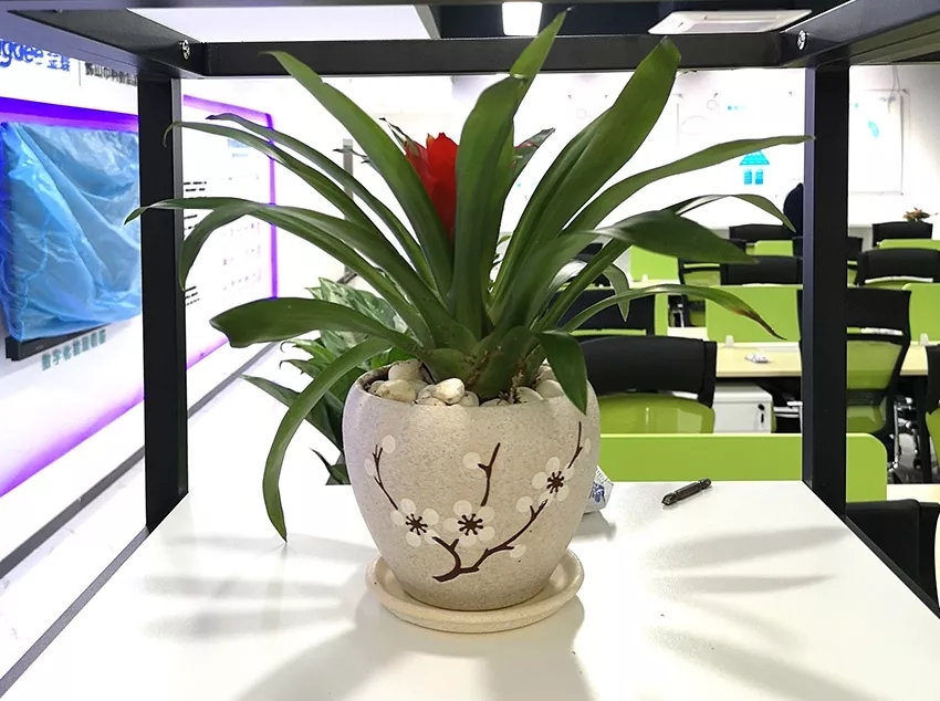 植物租赁方案一 植物租赁方案一