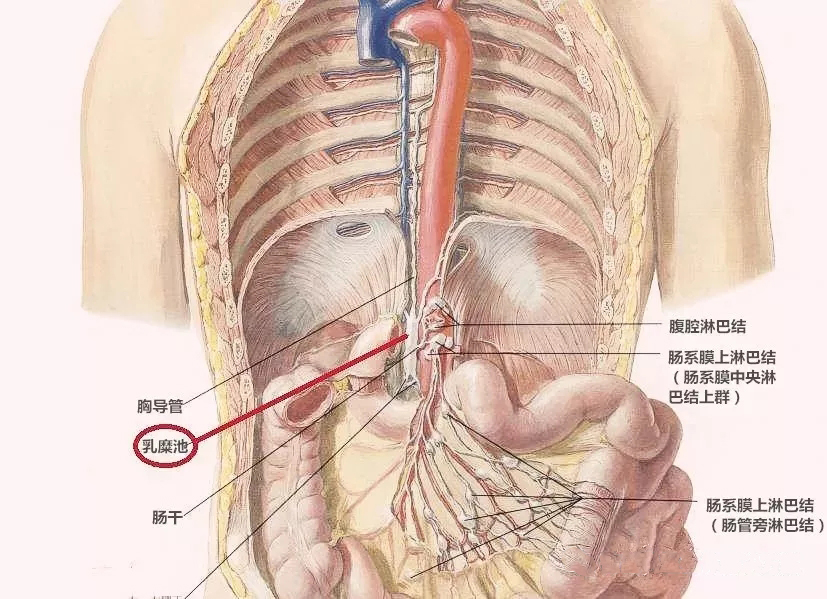 【腹腔镜篇】小肠手术 【腹腔镜篇】小肠手术