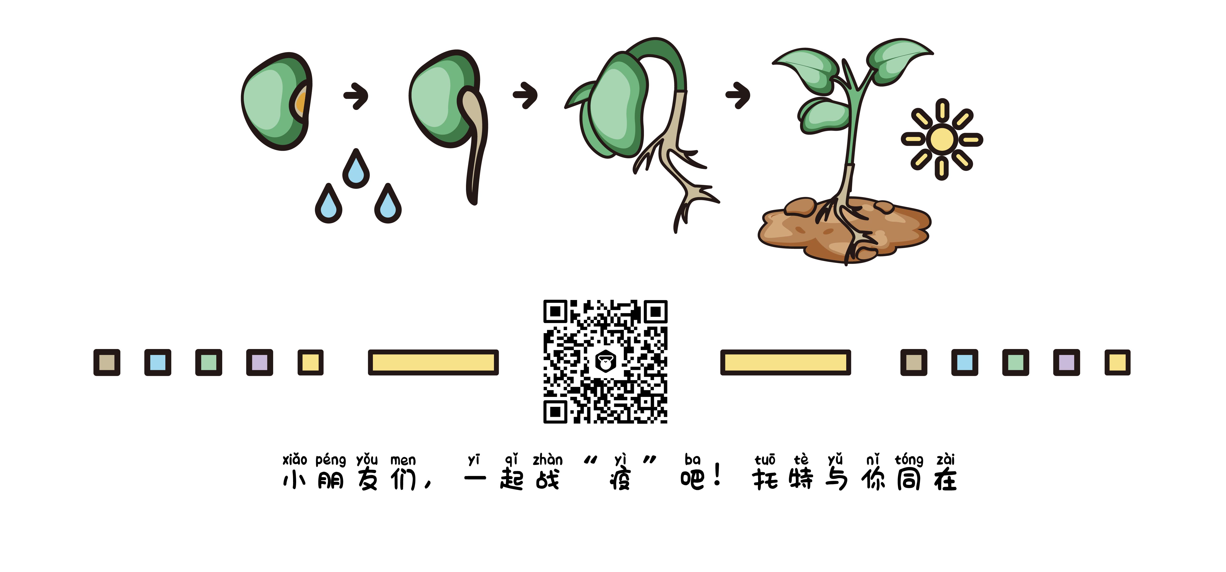 托特科学 | 家庭小活动《豆豆婴儿床——萌芽》