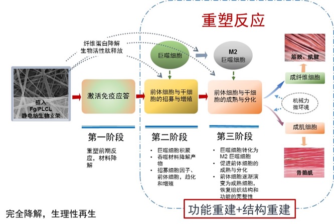 软组织诱导性生物材料 软组织诱导性生物材料