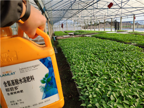 辣椒施肥为什么要选用进口水溶肥 辣椒施肥为什么要选用进口水溶肥