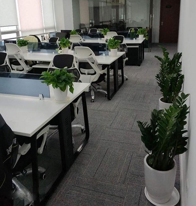 植物租赁方案二 植物租赁方案二