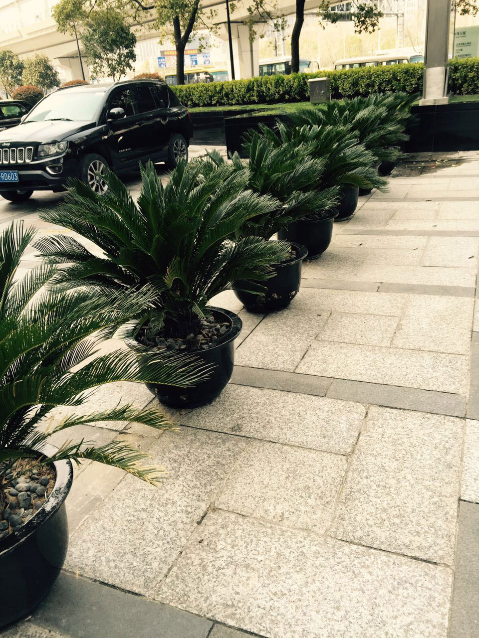 会场植物租赁方案 会场植物租赁方案