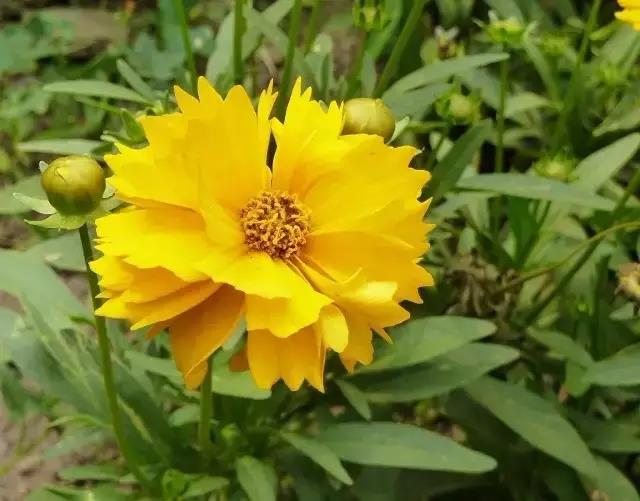 又是一年春来到(二) 又是一年春来到(二)