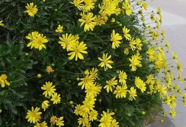 又是一年春来到(二) 又是一年春来到(二)