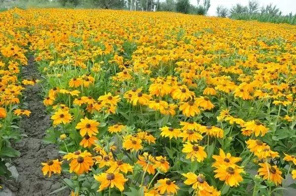 又是一年春来到(二) 又是一年春来到(二)