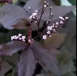 又是一年春来到(二) 又是一年春来到(二)