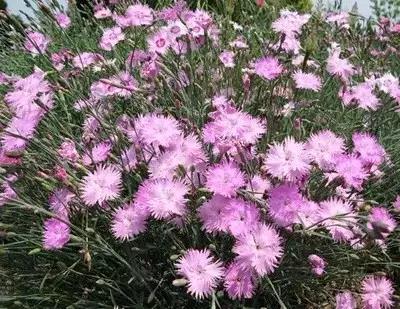 又是一年春来到,60种花卉植物(三) 又是一年春来到,60种花卉植物(三)
