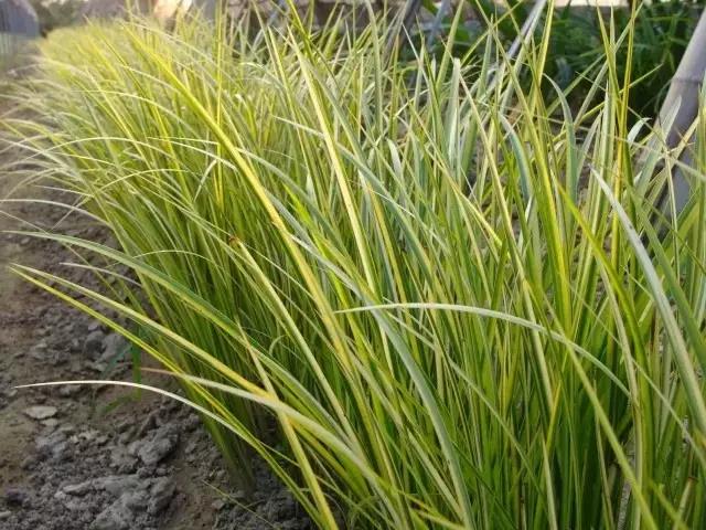 又是一年春来到,60种花卉植物(三) 又是一年春来到,60种花卉植物(三)