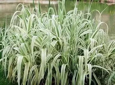 又是一年春来到,60种花卉植物(三) 又是一年春来到,60种花卉植物(三)