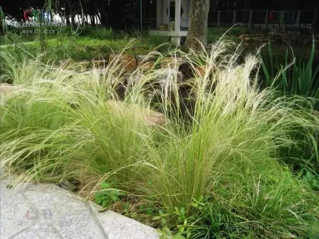 又是一年春来到,60种花卉植物(三) 又是一年春来到,60种花卉植物(三)