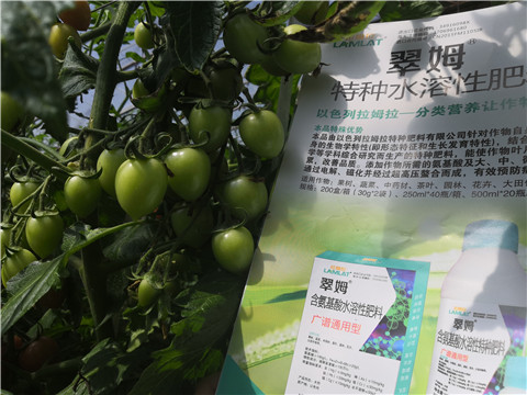圣女果结果期如何使用水溶肥
