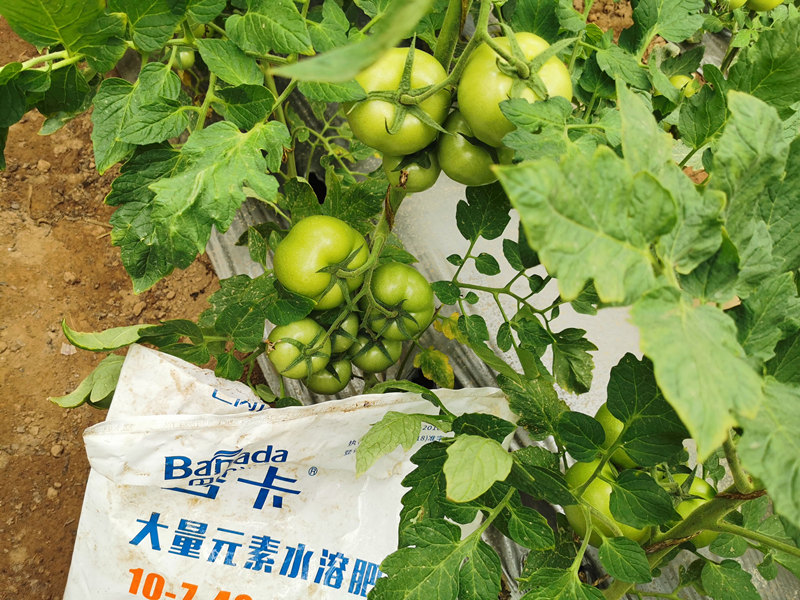 高磷水溶肥什么時候用