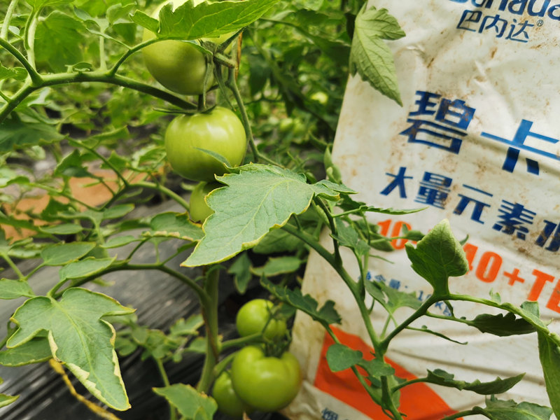 高磷水溶肥什么时候用