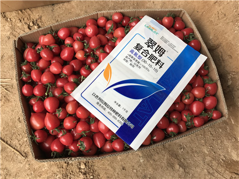 圣女果膨果期用什么水溶肥