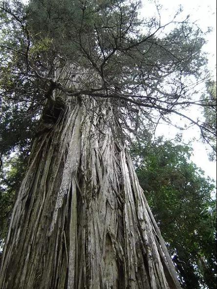 【英菲爾整木定制】地球上十大老樹王盤點，最大樹齡超8萬年！