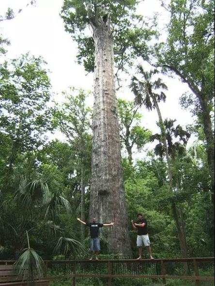 【英菲爾整木定制】地球上十大老樹王盤點，最大樹齡超8萬年！