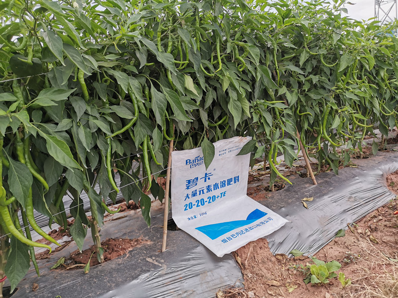 大量元素水溶肥里，你不知道的那些奥秘