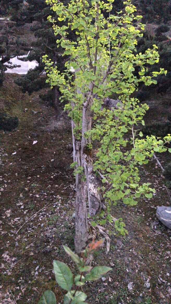 银杏