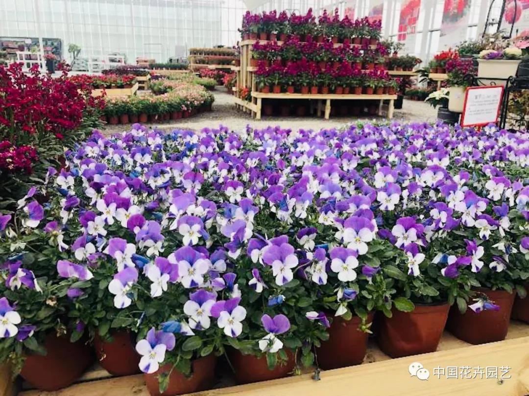 第十届花博会 | 迎花博2020上海崇明国际新优花卉品种展示会5月盛放