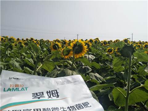 微生物菌剂在向日葵上施用效果
