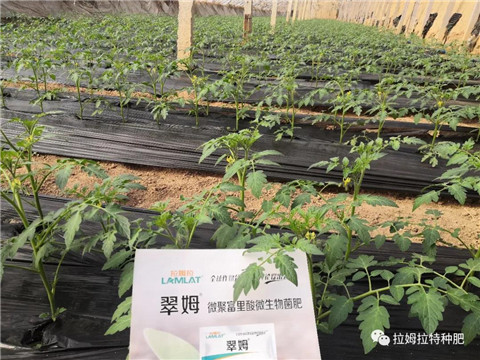 微生物菌剂在农作物中非施肥不可吗? 微生物菌剂在农作物中非施肥不可吗?