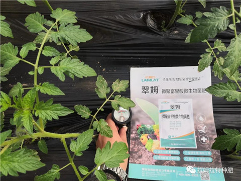 微生物菌剂在农作物中非施肥不可吗? 微生物菌剂在农作物中非施肥不可吗?