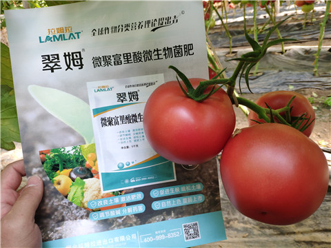 西红柿用什么肥料着色好