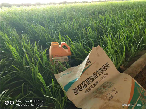 种植韭菜用什么肥料好？
