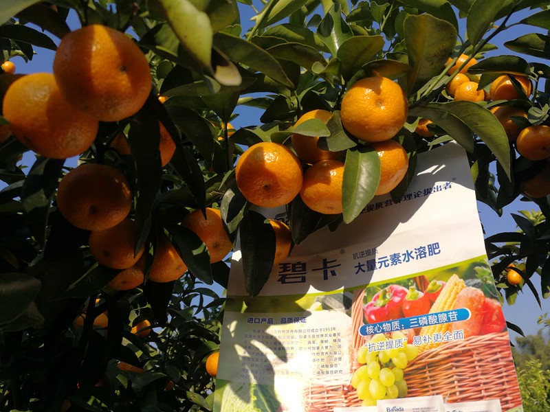 水溶肥正確使用，預防柑橘黃葉