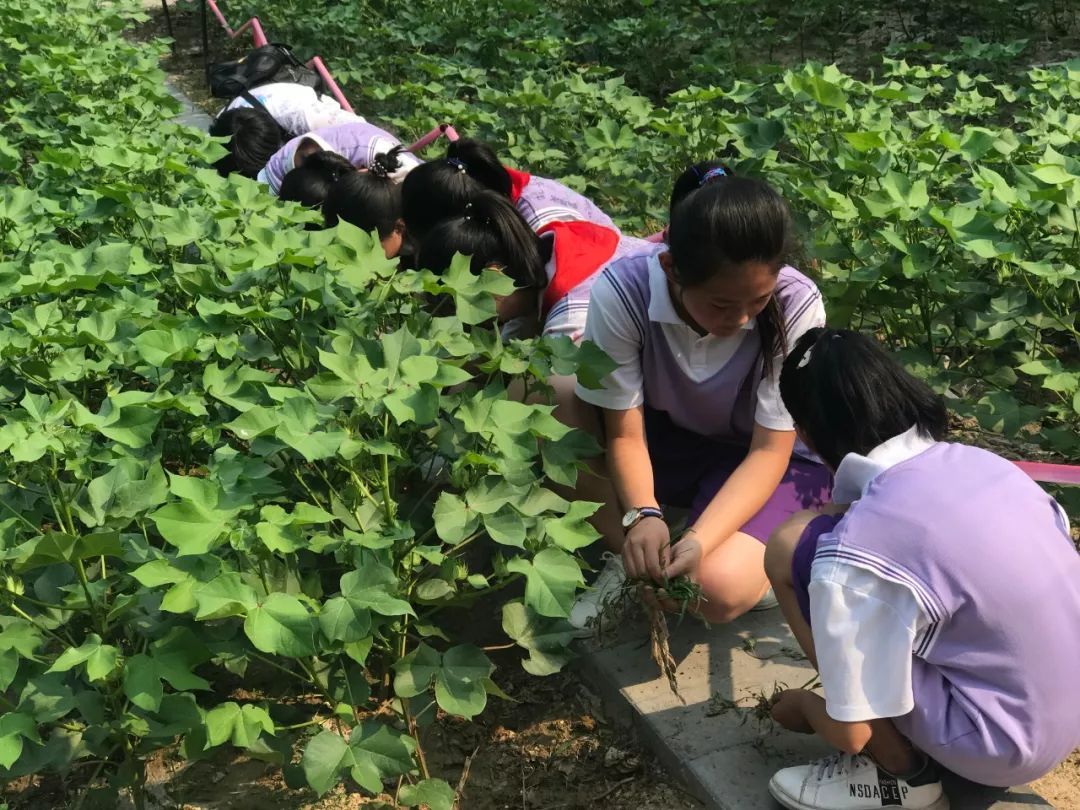 劳动教育、研学旅行和综合实践教育到底什么关系? 劳动教育、研学旅行和综合实践教育到底什么关系?