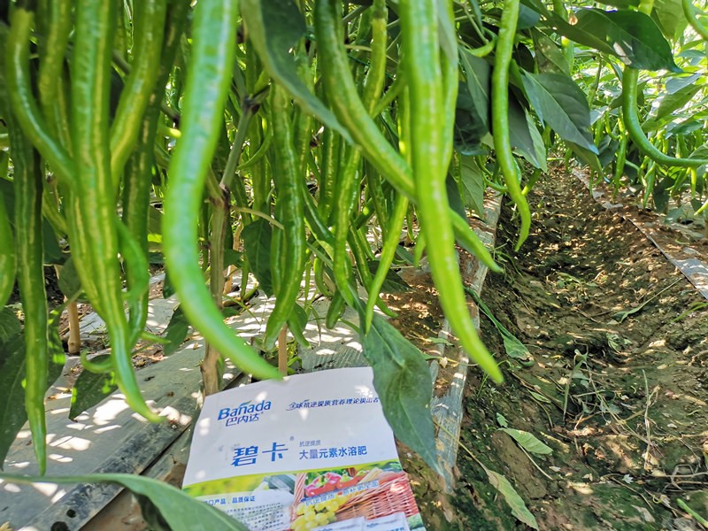 辣椒掛果量不理想，如何施肥增加掛果量