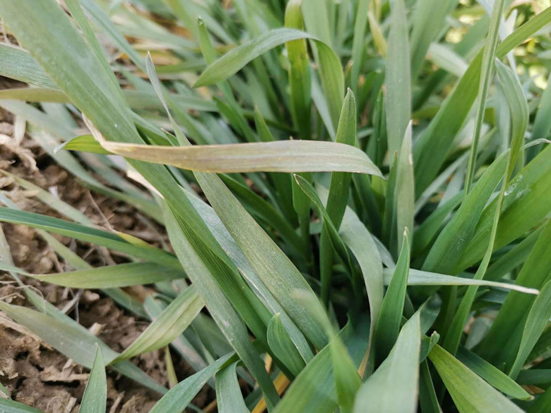 小麦冬季如何管理，才能免受冻害？