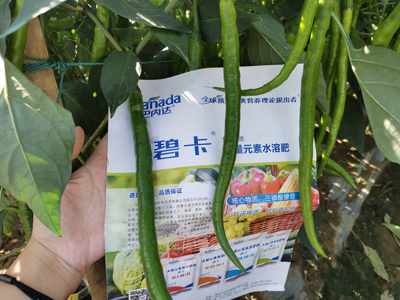 辣椒挂果量不理想，如何施肥增加挂果量