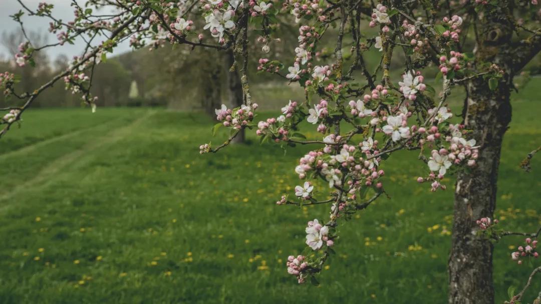 詩詞：賞一窗花開，盼一世安好