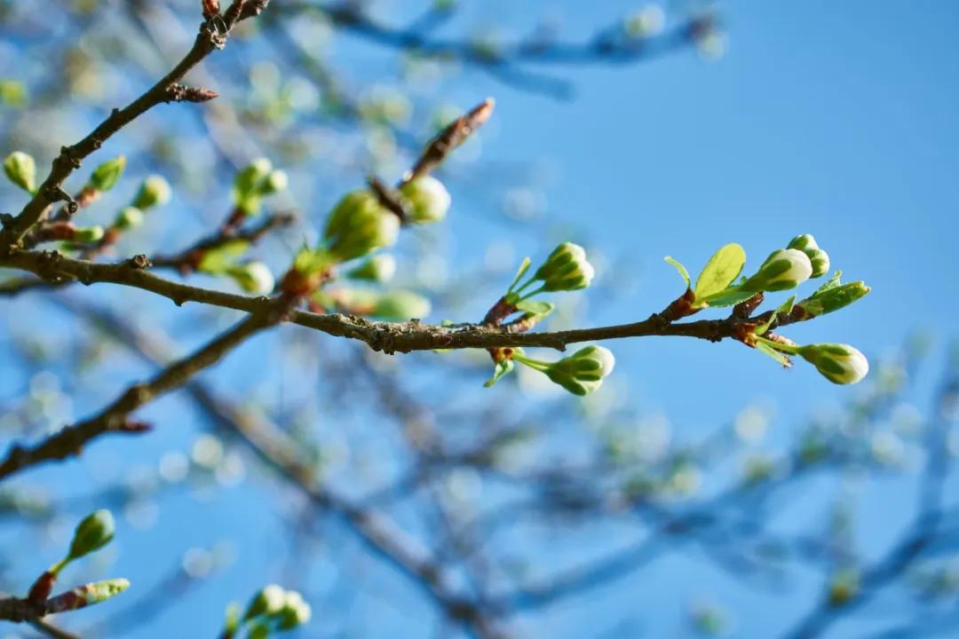 詩詞：賞一窗花開，盼一世安好