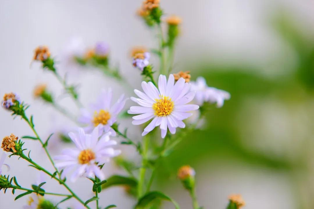 詩詞：賞一窗花開，盼一世安好