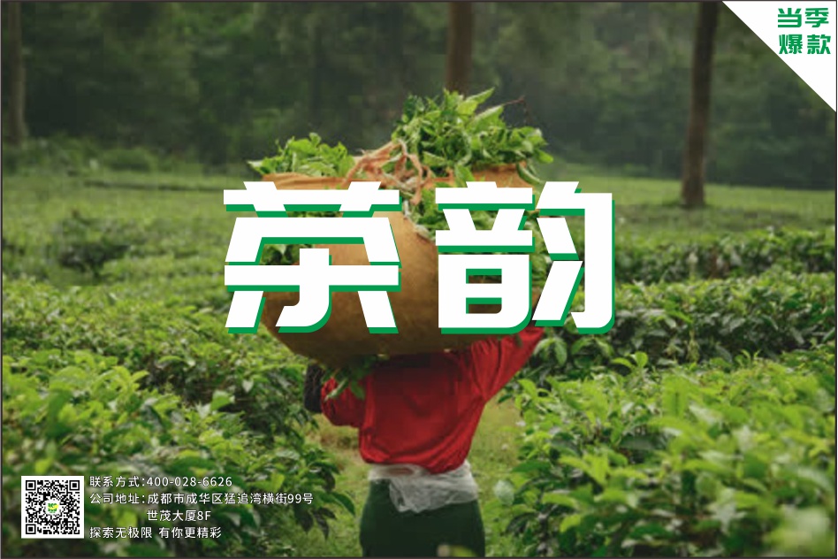 【体验】茶韵