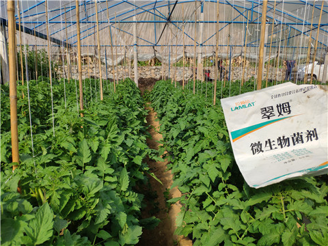 微生物菌剂在西红柿苗期如何施用？