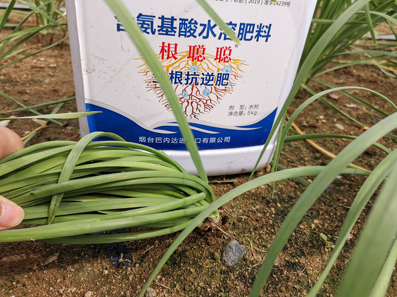 韭菜种植怎么用肥才能不断茬