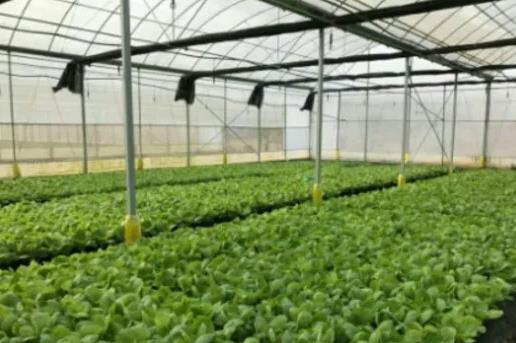 温湿度传感器、二氧化碳传感器在农业大棚中的应用