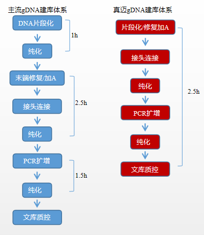 gDNA/cfDNA文库构建试剂盒(用于Illumina/Thermo Fisher平台) gDNA/cfDNA文库构建试剂盒(用于Illumina/Thermo Fisher平台)